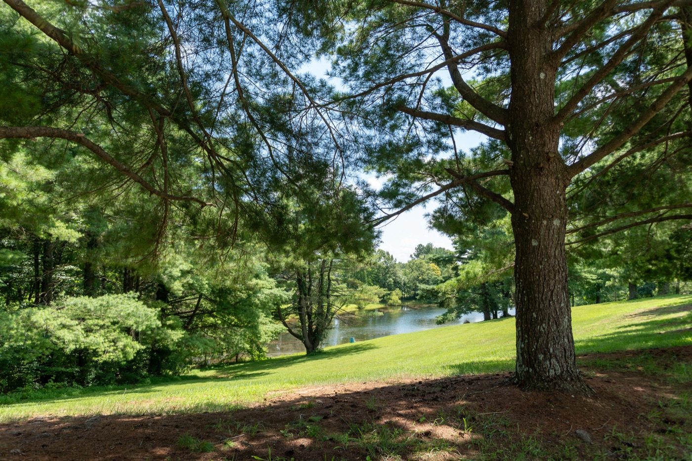 A quiet fishing pond framed by pine trees